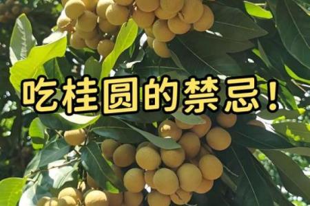 从五行角度看桂圆：养生食材的深层秘密