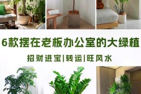 办公室风水摆设助力事业发展的秘诀