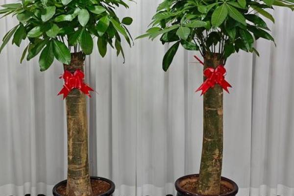 办公室发财树摆放风水技巧 助你事业步步高升 办公室发财树摆放风水技巧 助你事业步步高升