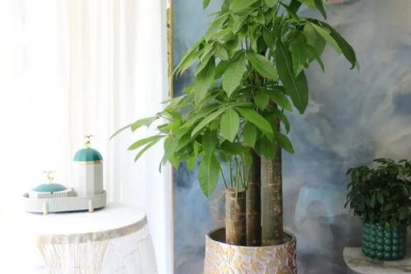 办公室发财树摆放风水技巧 助你事业步步高升 办公室发财树摆放风水技巧 助你事业步步高升