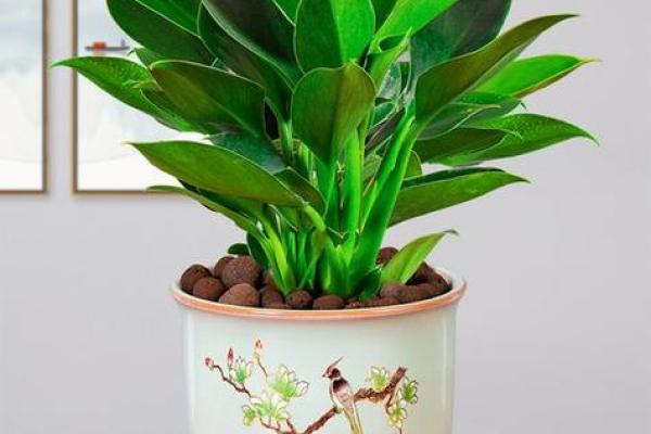 风水财位适合放哪些植物提升运势和财富