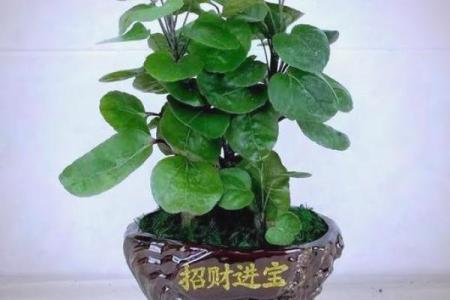 风水财位适合放哪些植物提升运势和财富