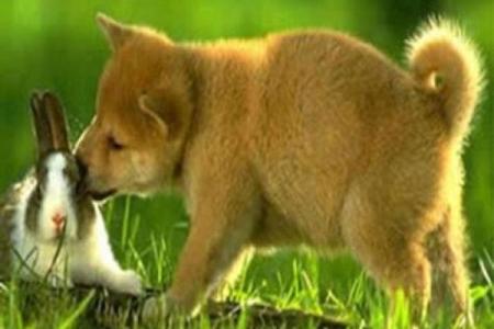 兔与狗：性格差异是否影响它们的和谐相处？