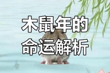 本命年属鼠如何与人和谐相处
