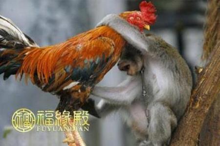 属鸡男与属猴女的相处之道和婚姻前景