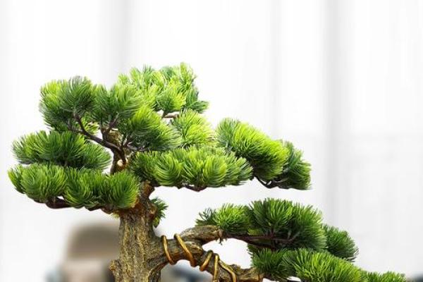 店铺风水招财摆件选择技巧与注意事项