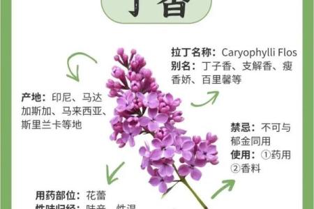 常见中药名称及用途介绍