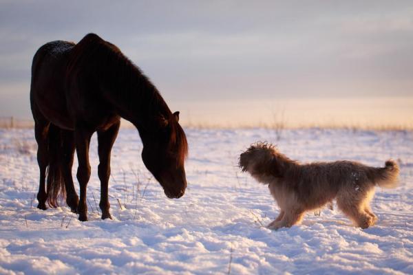 探讨马与狗的最佳搭配方式 探讨马与狗的最佳搭配方式