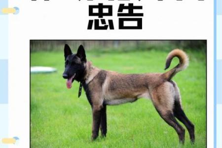 探讨马与狗的最佳搭配方式