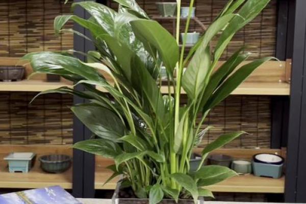 白掌与办公室风水：提升职场运气的小技巧