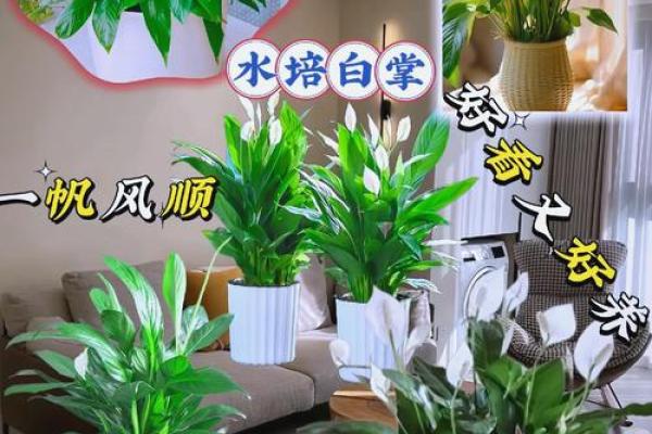 白掌与办公室风水：提升职场运气的小技巧