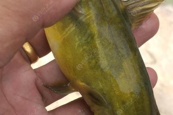 如何解读土龙之命的命运走向 如何解读土龙之命的命运走向