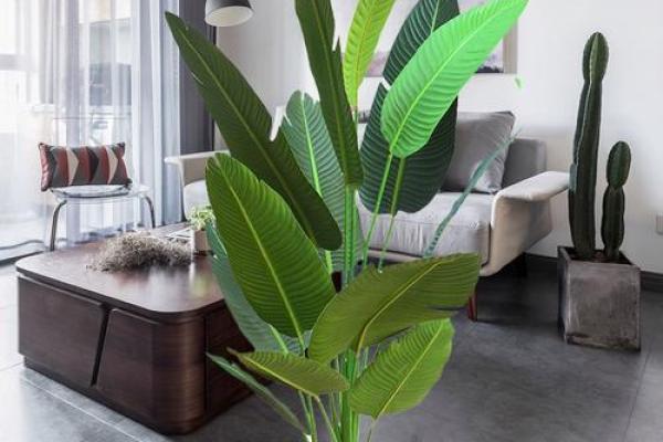 芭蕉绿植助力家居风水提升家庭运势