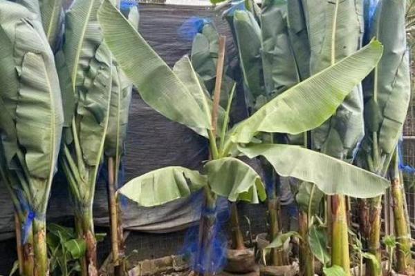 芭蕉绿植助力家居风水提升家庭运势