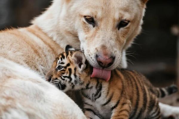 虎与狗的爱情配对:性格差异与和谐之道 虎与狗的爱情配对:性格差异与和谐之道