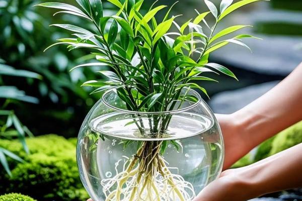 打造良好家居风水，从柏树的选择开始