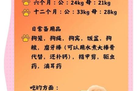 宠物的五行之道：如何根据五行元素改善宠物生活质量