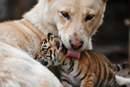 虎与狗的爱情配对：性格差异与和谐之道