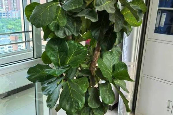 办公室风水摆设必备物品与布局建议 办公室风水摆设必备物品与布局建议