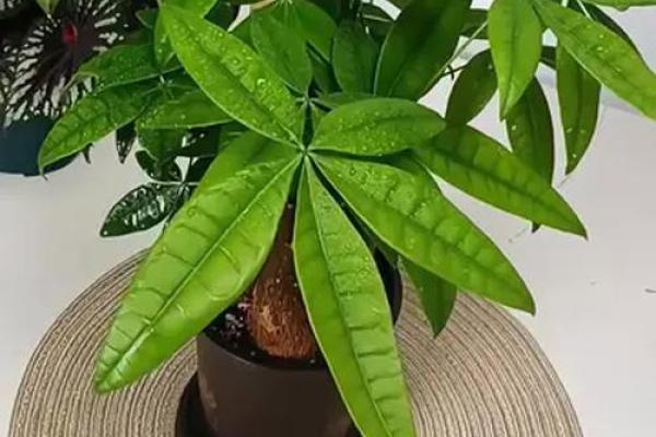 打造招财风水的绿意风景设计,让家运势更旺 打造招财风水的绿意风景设计,让家运势更旺