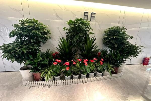 办公环境中的风水植物选择与摆放指南 办公环境中的风水植物选择与摆放指南