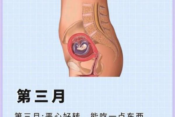 从风水角度看怀孕：环境布置的关键要素
