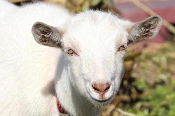 羊和虎在性格与关系中的相容性
