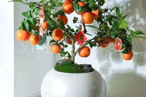 床头放柠檬能招财吗?探索风水中的独特寓意 床头放柠檬能招财吗?探索风水中的独特寓意