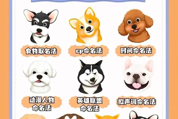 创意十足的狗名字推荐，让你的宠物与众不同