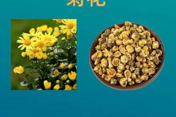 从菊花的名字看传统文化的魅力 从菊花的名字看传统文化的魅力