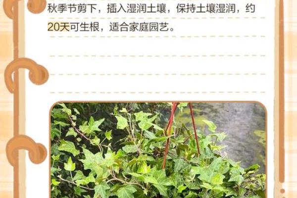 常春藤与家居风水:打造和谐生活空间的秘密 常春藤与家居风水:打造和谐生活空间的秘密