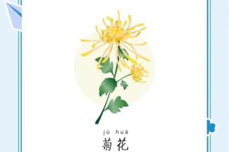 从菊花的名字看传统文化的魅力