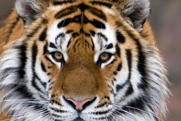 属虎人在本命年如何提高决策力