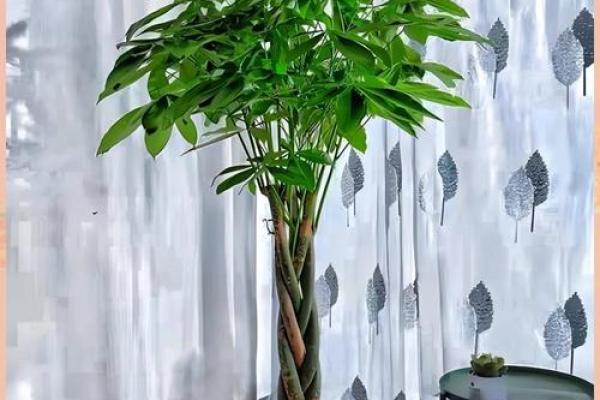 打造温馨又旺运的女人家居风水布局 打造温馨又旺运的女人家居风水布局