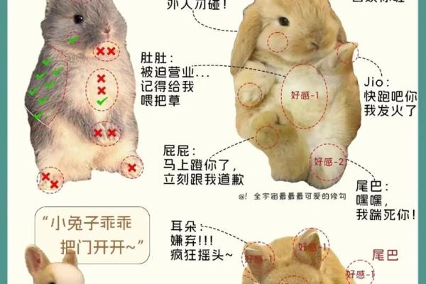 兔男本命年如何化解感情危机 兔男本命年如何化解感情危机