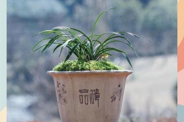 菖蒲家居风水的妙用与布局技巧