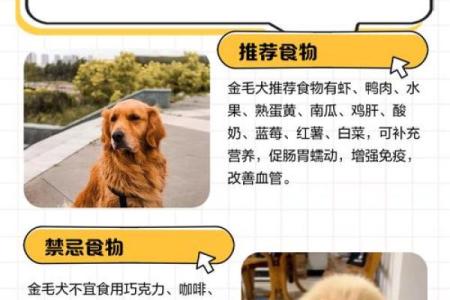 宠物狗五行缺失？教你如何根据五行调整狗狗饮食