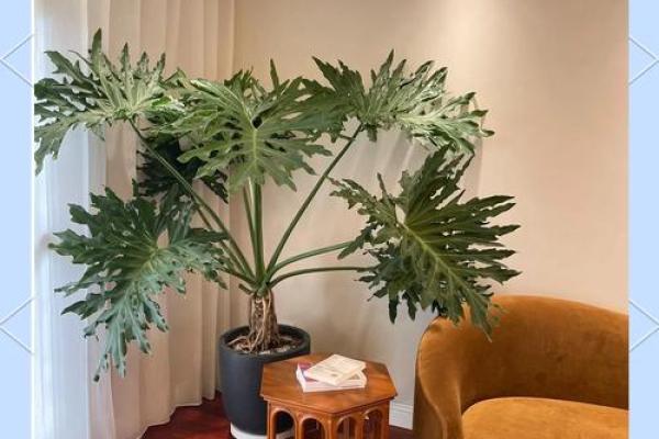 春羽家居风水打造温馨舒适生活空间的方法 春羽家居风水打造温馨舒适生活空间的方法