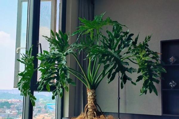 春羽家居风水打造温馨舒适生活空间的方法 春羽家居风水打造温馨舒适生活空间的方法