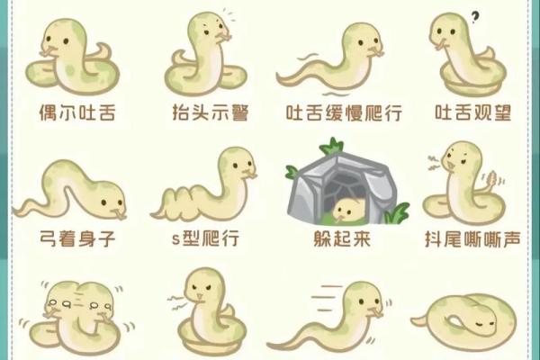 本命年蛇男如何通过自律提升生活质量 本命年蛇男如何通过自律提升生活质量