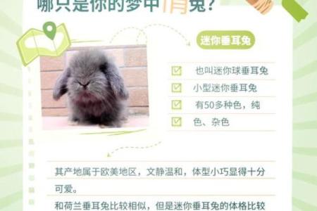 创意十足的小兔子名字，给你的宠物增添更多趣味