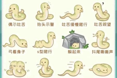 本命年蛇男如何通过自律提升生活质量